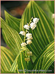 Convallaria Majalis Aureovariegata Sequim Rare Plants