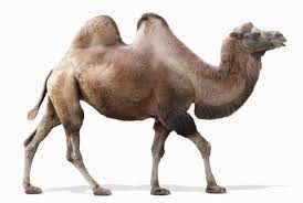 Camel racing is a popular sport in western asia, north africa, the horn of africa, pakistan, mongolia and australia. Long Distance Running Biomechanics Marathons In The Animal Kingdom