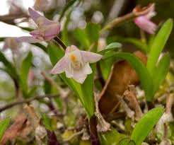 Image result for Polystachya ottoniana