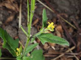 Image result for Sisymbrium burchellii