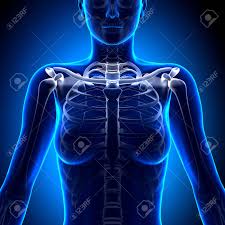 Female Clavicle Bone Anatomy Anatomy Bones Stock Photo Picture And Royalty Free Image Image 33946607