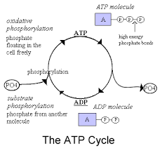 Role Of Atp My Site On Biochemistry