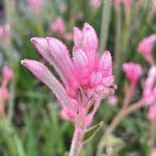 Image result for Anigozanthos