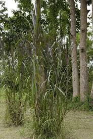 Image result for Cenchrus purpureus