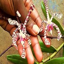 Image result for Rhipidoglossum kamerunense