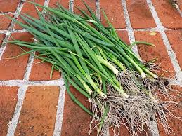 Compress the bag before sealing to extract all of the air. How To Grow Green Onions Without Dirt Garden Betty