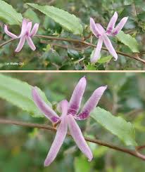 Image result for Cyphia