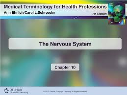 Ppt The Nervous System Powerpoint Presentation Free Download Id 2000632
