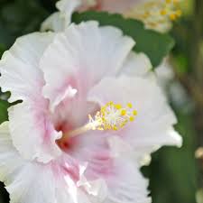 Feb 16, 2021 · cut back all the stringy limbs during the first pruning. How To Plant Prune And Fertilizer Hibiscus Plants For An Optimal Floral Show Home Garden Nola Com