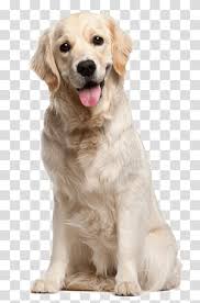 Dogs Transparent Background Png Clipart Dog Illustration Yellow Labrador Retriever Dog Wash