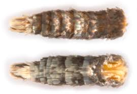 Image result for Mompha miscella