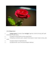 Pemetikan bunga pada stadium setelah mekar penuh. Ciri Bunga Mawar