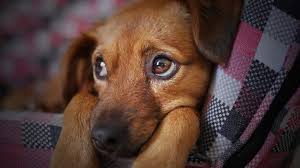 Enter your email address to receive alerts when we have new listings available for basset hound for sale uk. How To Adopt A Dog In Seattle Your Complete Guide The Dog People By Rover Com