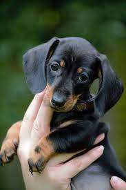 Black Miniature Dachshund Puppy All Puppies Pictures And Wallpapers So Cute Tap The Pin For Dachshund Puppy Miniature Dachshund Puppies Daschund Puppies