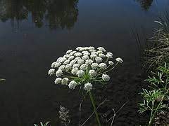 Ammi Majus Wikiwand