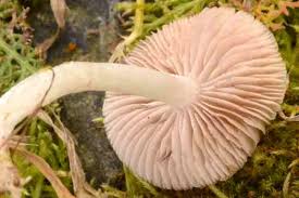 Hygrophorus cossus (de) rodziny wodnichowatych (pl); Hygrophorus Cossus