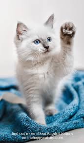 California cat breeder, ann baker, developed the ragdoll through selective breeding in the 1960s. Ragdoll Cats A Complete Guide To The Ragdoll Cat Breed