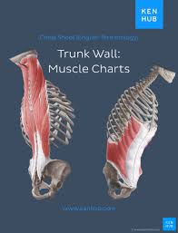 You can click the links in the image, or the links below the image to find out more information on any muscle group. Muscle Anatomy Reference Charts Free Pdf Download Kenhub