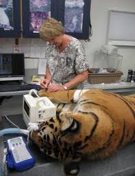 Zoological Internship Texas A M College Of Veterinary Medicine Biomedical Sciences Cvm Veterinary Veterinarian Small Animal Hospital
