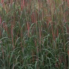 Image result for Andropogon lima