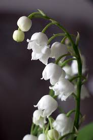 Lily Of The Valley By Daniel Csoka Lily Of The Valley Flowers Fragrant Flowers Most Popular Flowers