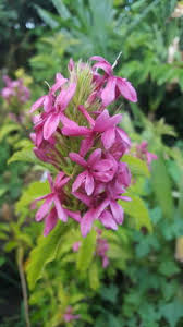 Image result for Ruspolia seticalyx