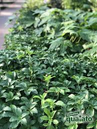 8 Piante Perenni Da Ombra Per Dare Un Tocco Di Colore