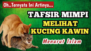 Mungkin karena itulah kucing merupakan salah. Inilah Arti Mimpi Melihat Kucing Kawin Menurut Islam Youtube