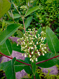 Image result for Apocynaceae subfamilies Apocynoideae and Rauvolfioideae