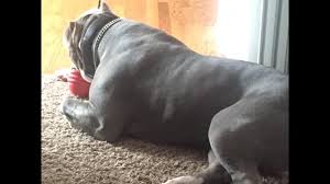 Find the perfect puppy for you! American Bully For Sale Michigan