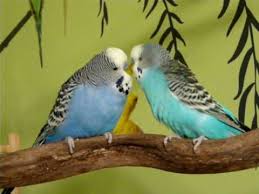 Birds That Start With Bu Youtube Budgies Budgies Singing Budgies Bird