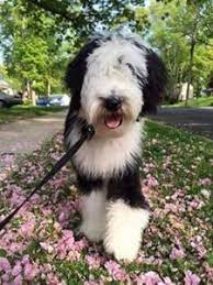 Feel free to browse hundreds of active classified puppy for sale listings, from dog breeders in pa and the surrounding areas. 6 Best Sheepadoodle Breeders In Ohio 2021 We Love Doodles