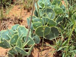 Image result for Senecio milanjianus