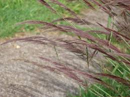 Image result for Eccoptocarpha obconiciventris