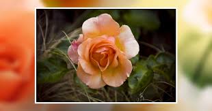 Nancy A. McConnell Obituary May 18, 2024