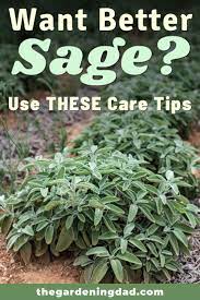 How To Grow Sage For Beginners Growing Sage Vegetable Garden For Beginners Planting Herbs