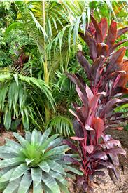 Shade loving flowers can be harder to select, but full sun flowers abound. Plants Tropical Foliage
