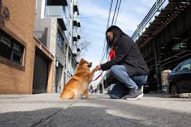 Puppy health & peace of mind. Korean K9 Rescue Nyc Dog Rescue Saves Dogs From South Korea