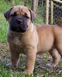 Dating back to 1652, this breed is a descendant of the boer dog. South African Boerboel Puppies Biohacked For Formidable Health Biohacked Boerboels