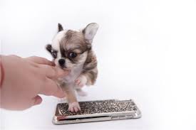 These locations may offer free internet to. Chihuahua Puppy Dog For Sale In Lexington Kentucky