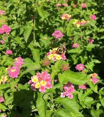 Image result for Lantana angolensis