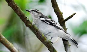 The baby bird will attract the attention of it's parents, and they will continue to feed it even after it can fly. Top 10 Birds In Your Backyard Fascinating Facts You Need To Know Tatler Philippines