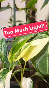 Image result for Epipremnum en casa