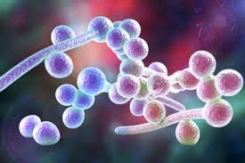 Candida Ein Pilz Viele Symptome 10 Ursachen Fur Candida Verisana