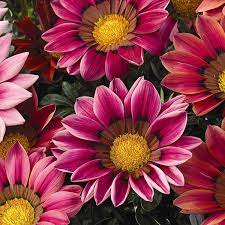 If you are looking for a showy annual bloom in the sunny garden or the container, something you can just plant and forget about, try grow some gazania seeds for both you and your neighbors! Gazania Seeds 7 Top Gazanias Annual Flower Seeds