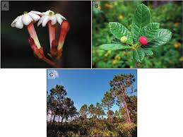 Image result for Oxyanthus pyriformis