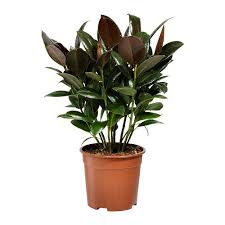 Ficus Elastica Stem Potted Plant Ikea Ikea Plants Plants Ficus Elastica