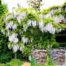 Peter used size 7 pipe. Buy Wisteria Affordable Gardens4you Co Uk