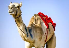 Grumpling, bellowing and grunting sounds are common. Horse Camel Racing In Saudi Arabia Richest Races Beauty Pageants