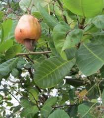 Image result for Anacardium